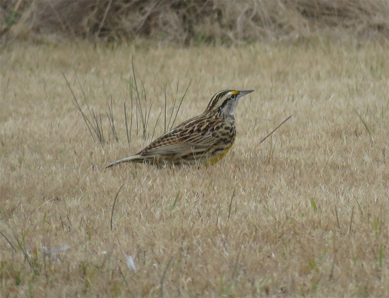 Eastern Meadowlark - Karen Lebing