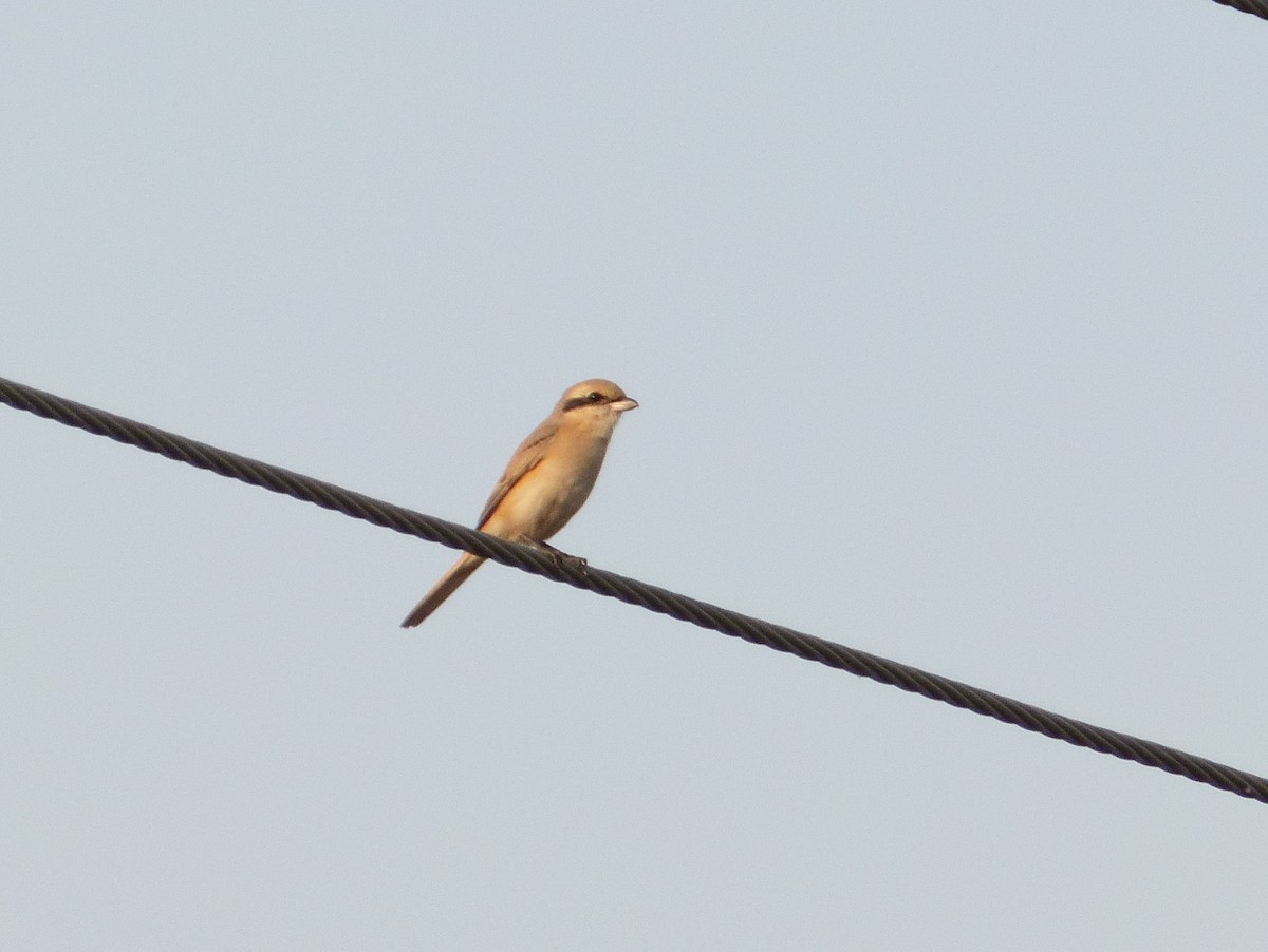 Isabelline Shrike - ML456675561