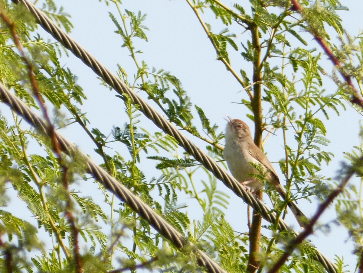 Rufous-fronted Prinia - ML456675811