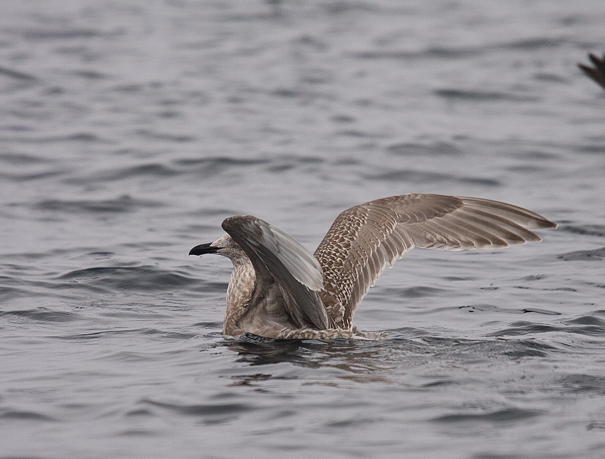 Herring x Glaucous-winged Gull (hybrid) - Matt Brady