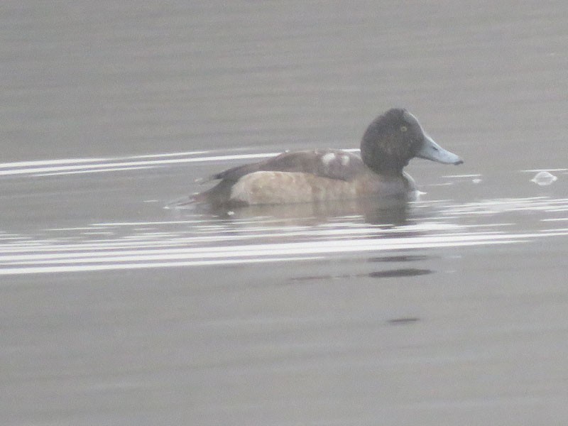 Greater Scaup - ML45667641