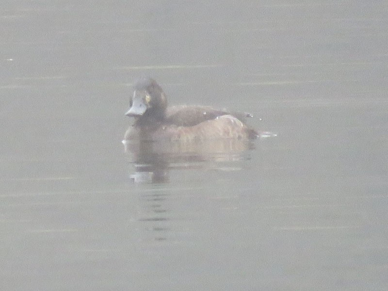 Greater Scaup - ML45667651