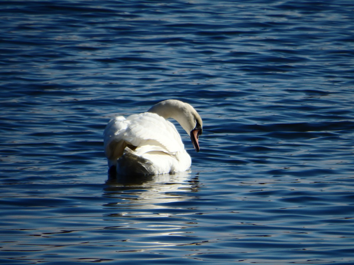 Mute Swan - ML45667731