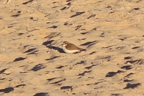 Red-capped Plover - Aaron David