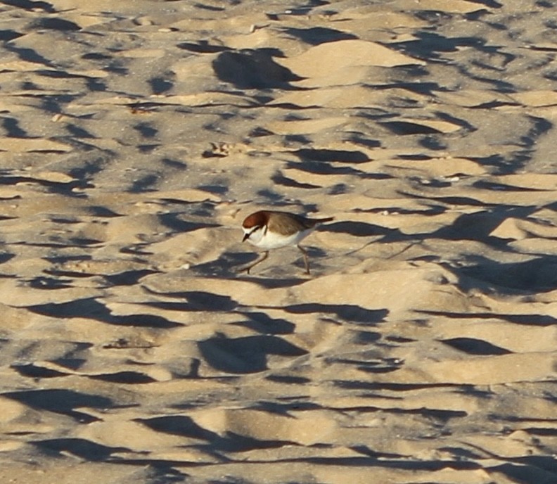 Red-capped Plover - ML456677911