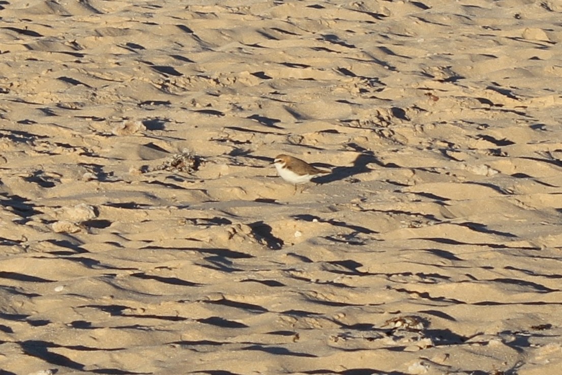 Red-capped Plover - ML456677921