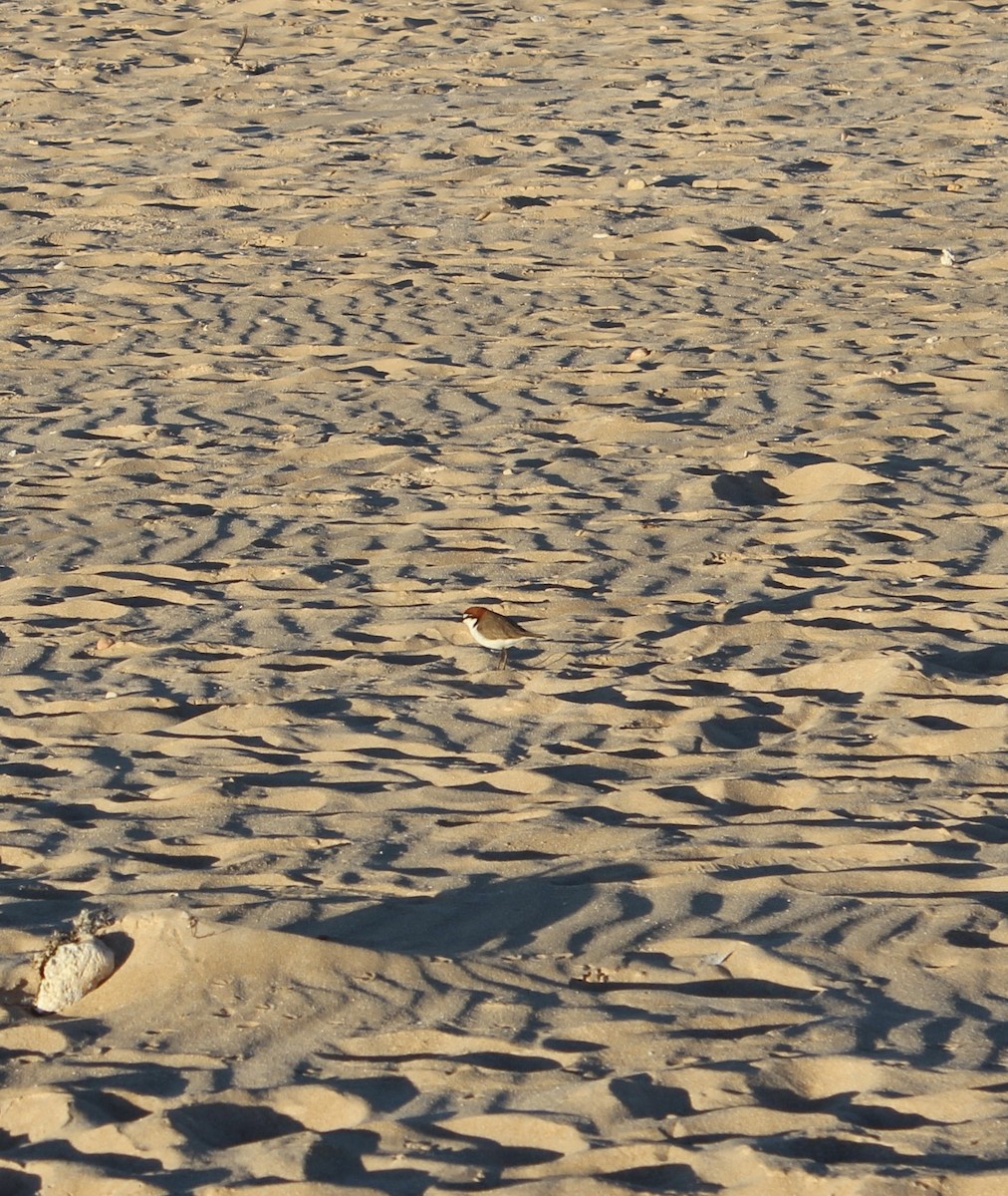 Red-capped Plover - ML456677971