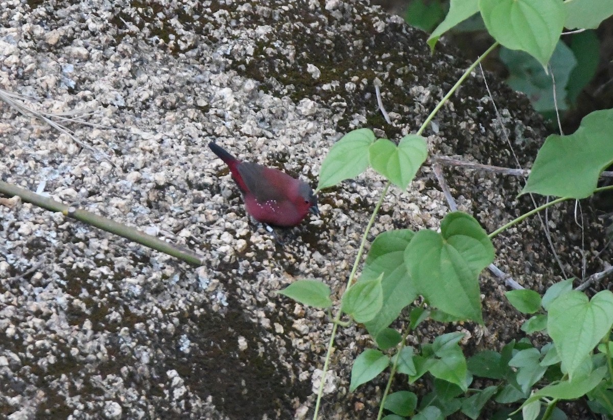 Rock Firefinch - Gabriel Jamie