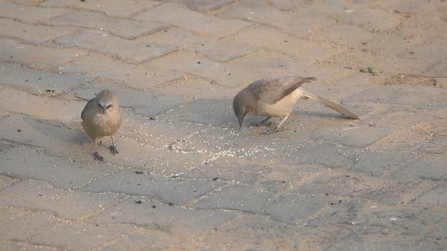 Large Gray Babbler - ML456678331