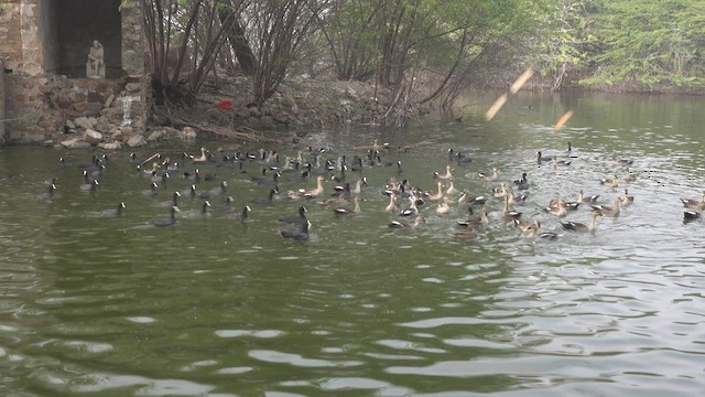 Indian Spot-billed Duck - ML456678571