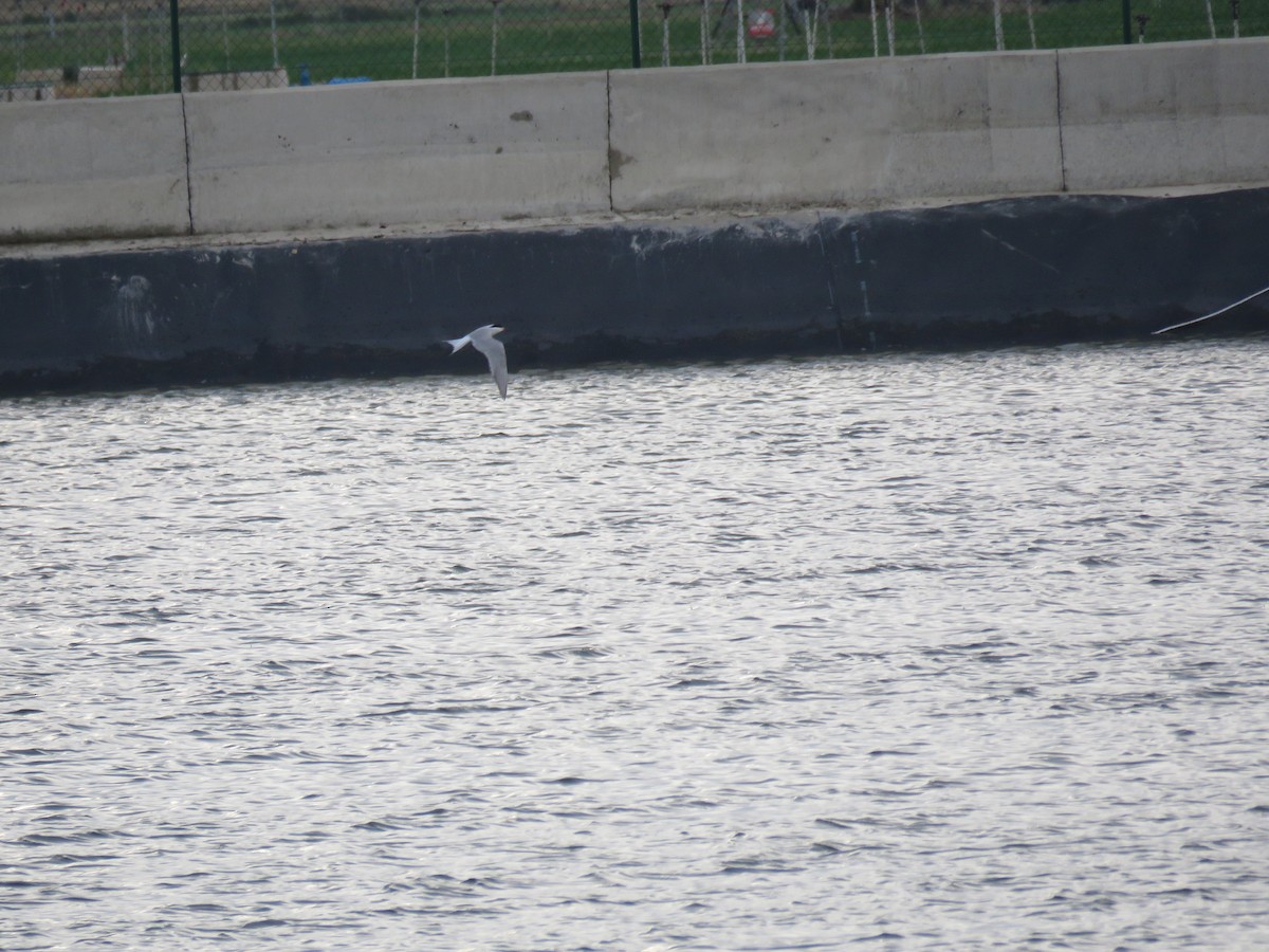 Common Tern - Jesús Calderón