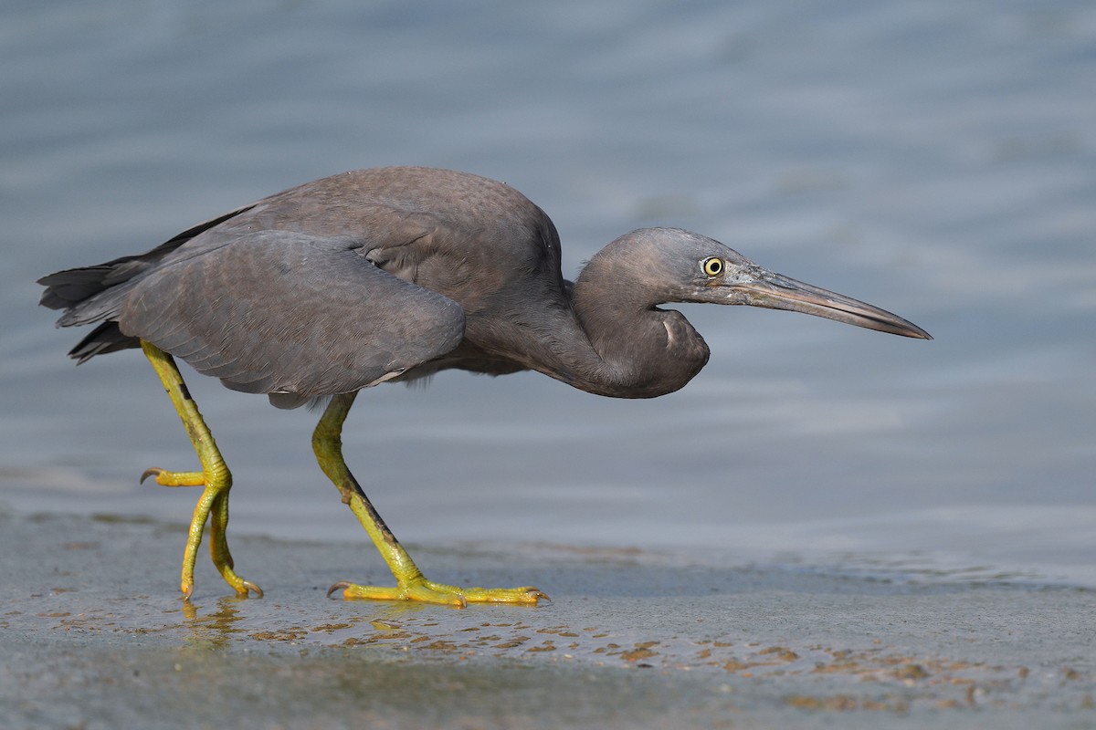 Pacific Reef-Heron - ML456680271