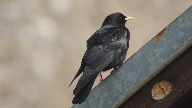 Yellow-billed Chough - ML456681061