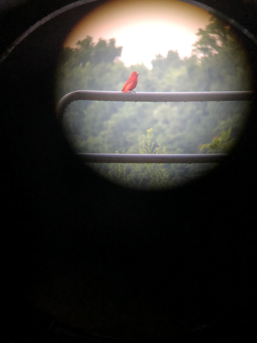 Summer Tanager - ML456681381