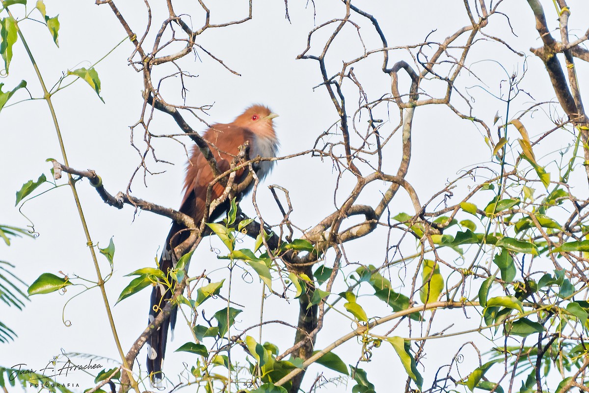 Squirrel Cuckoo - ML456682581