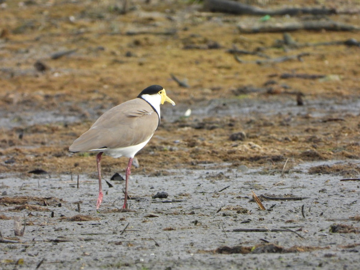 Masked Lapwing - ML456683421