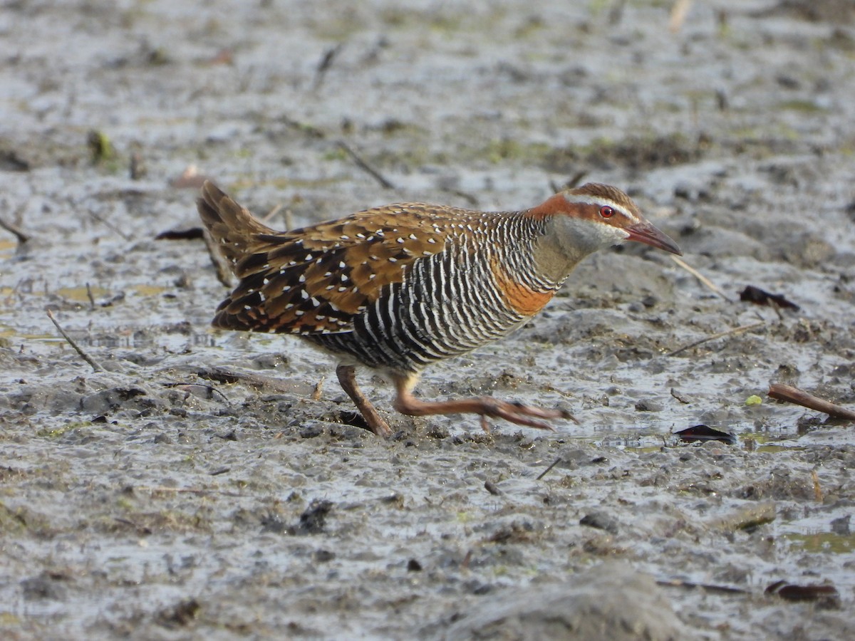 Buff-banded Rail - Andrew Guy
