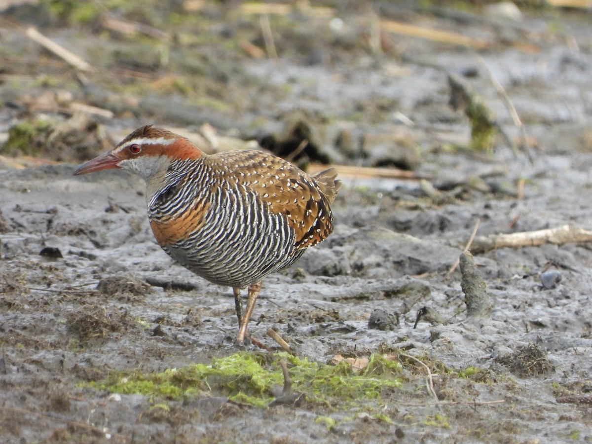 Buff-banded Rail - Andrew Guy