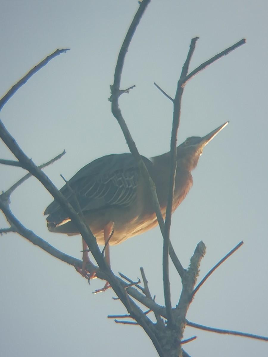Green Heron - ML456684951