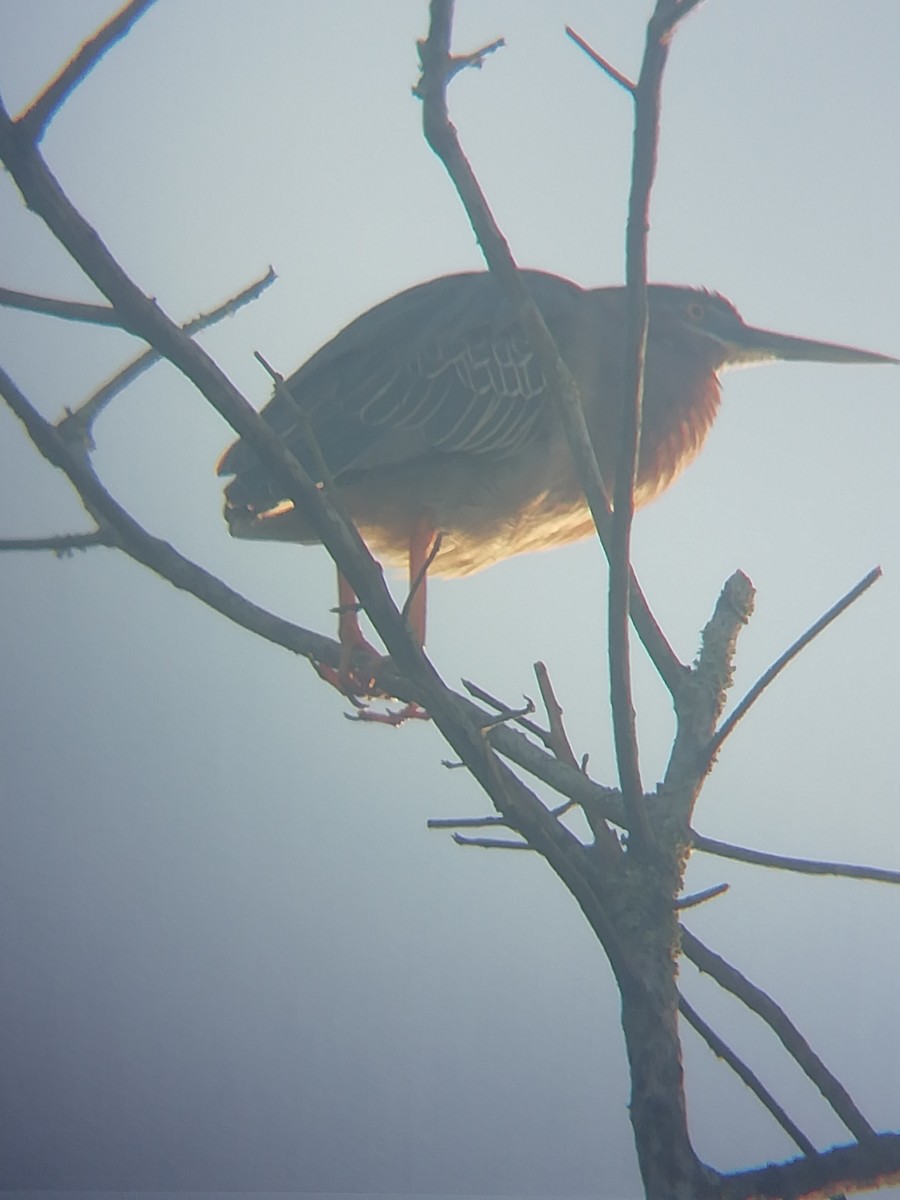Green Heron - ML456684981