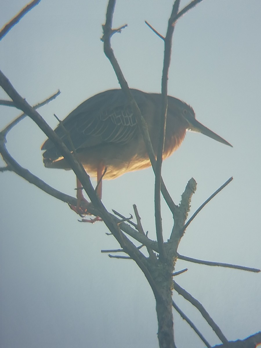 Green Heron - ML456684991