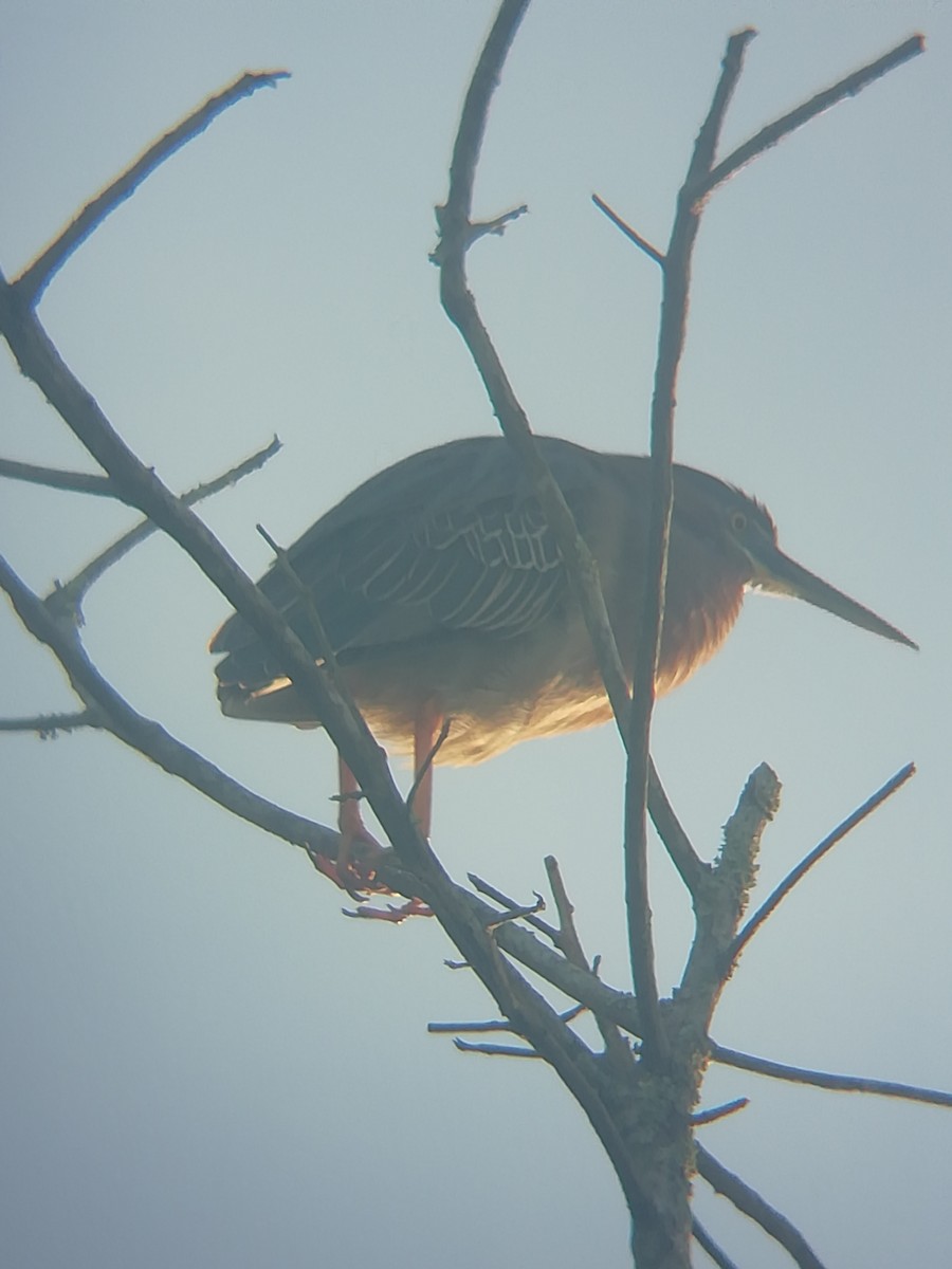 Green Heron - ML456685011