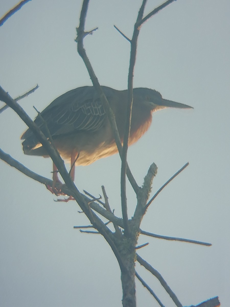 Green Heron - ML456685021