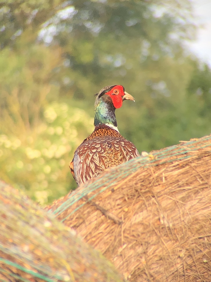 Ring-necked Pheasant - ML456685081