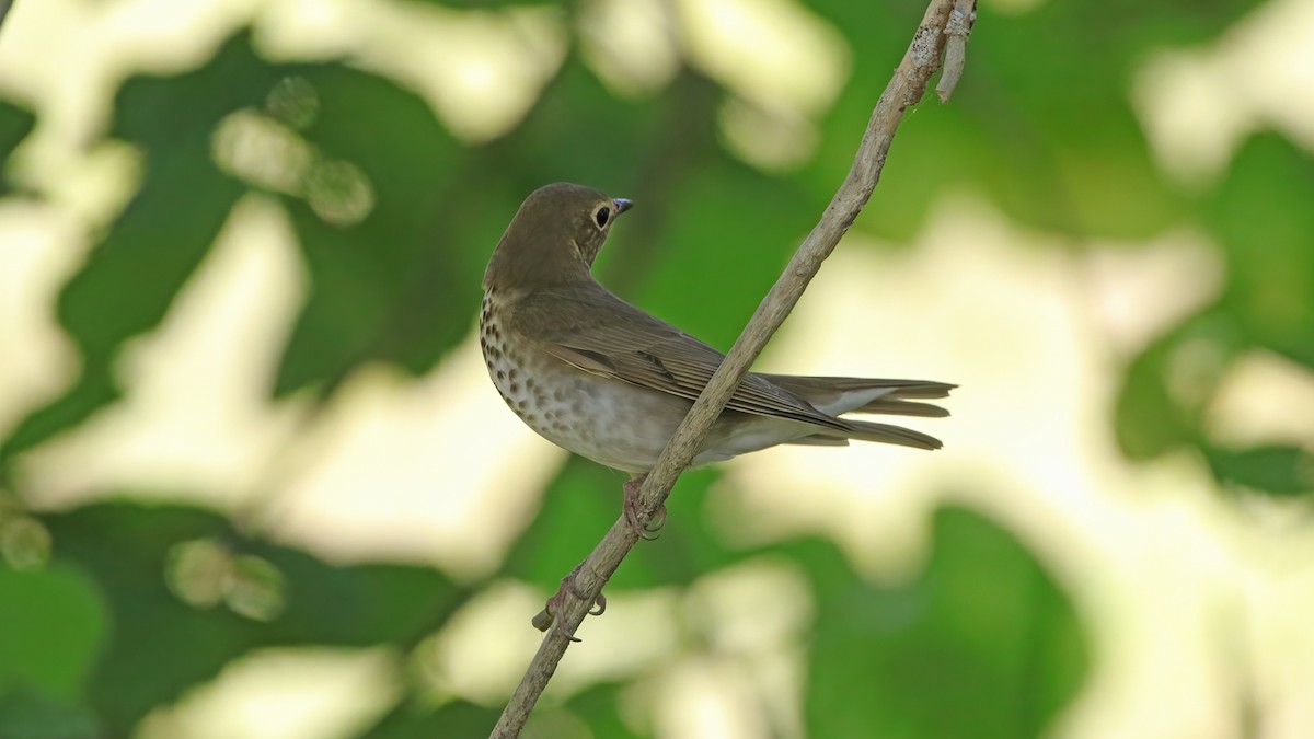 Swainson's Thrush - ML456686311