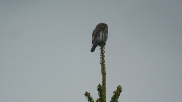 Eurasian Pygmy-Owl - ML456686581