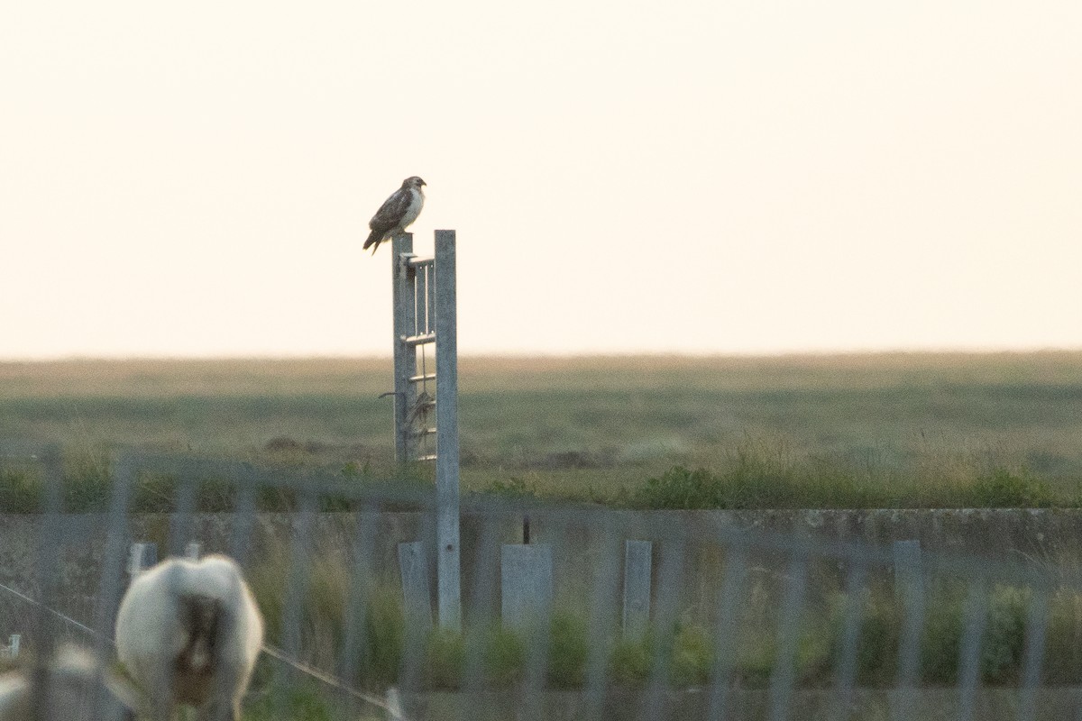 Common Buzzard - ML456687181