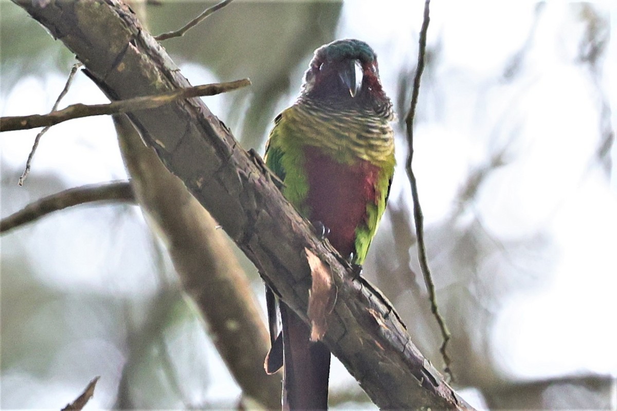 Painted Parakeet (Venezuelan) - Margareta Wieser