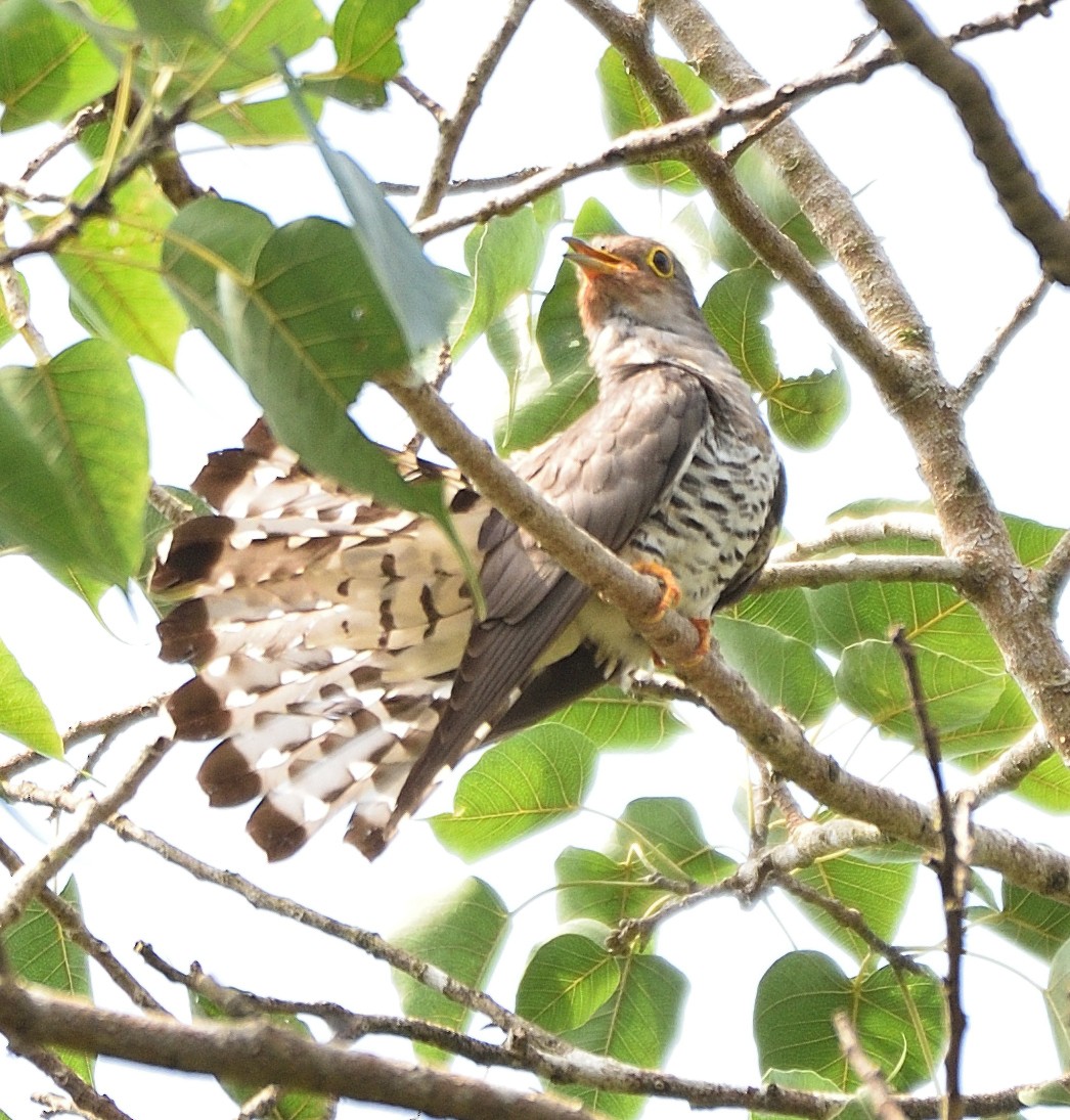 Indian Cuckoo - ML456688221