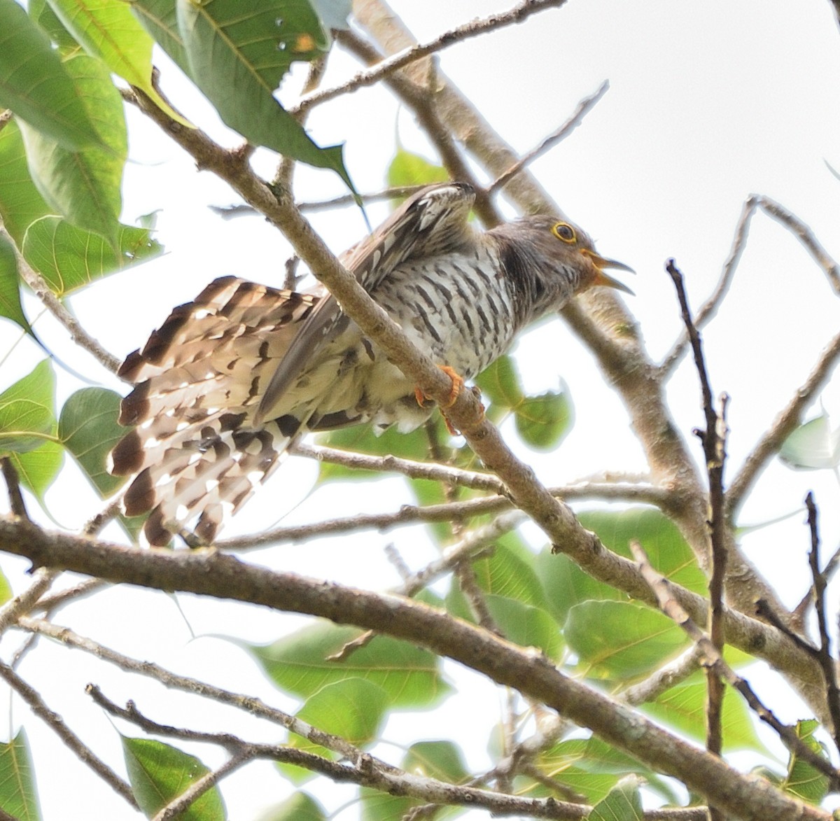 Indian Cuckoo - ML456688241