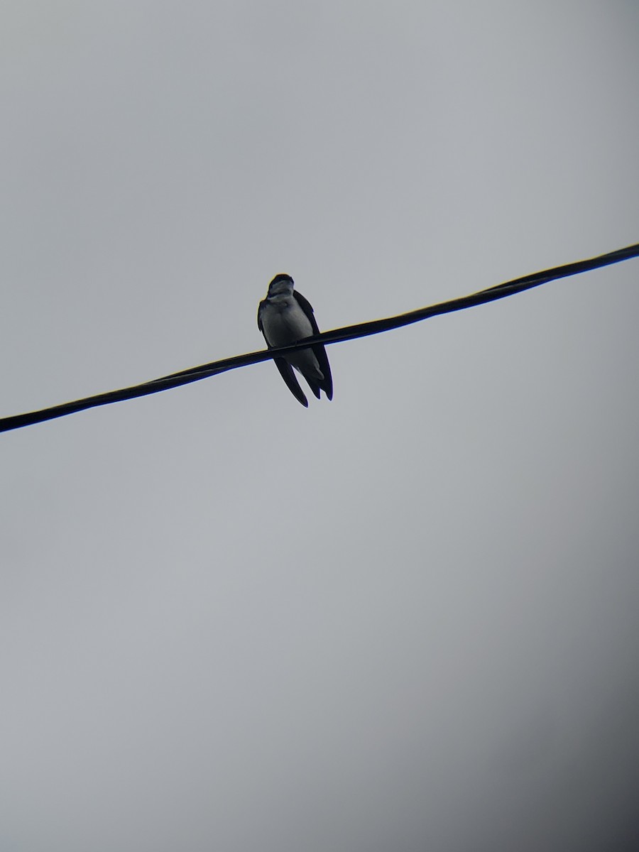 Golondrina Bicolor - ML456691391