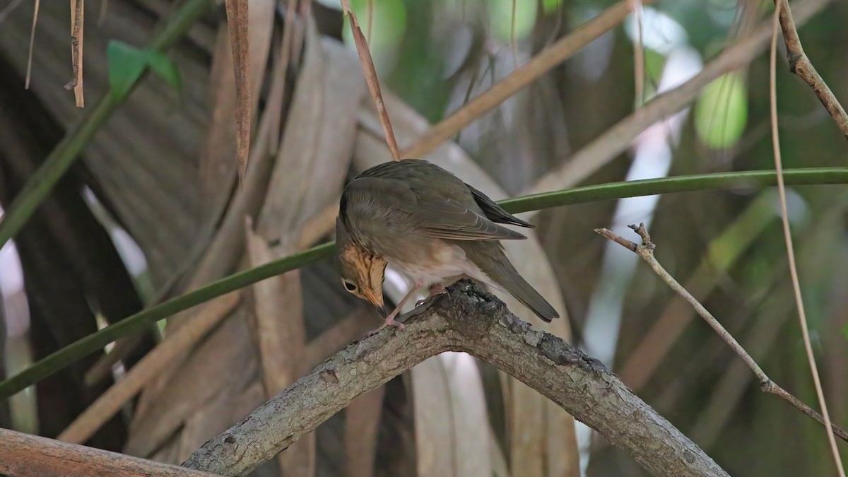 Swainson's Thrush - ML456692271