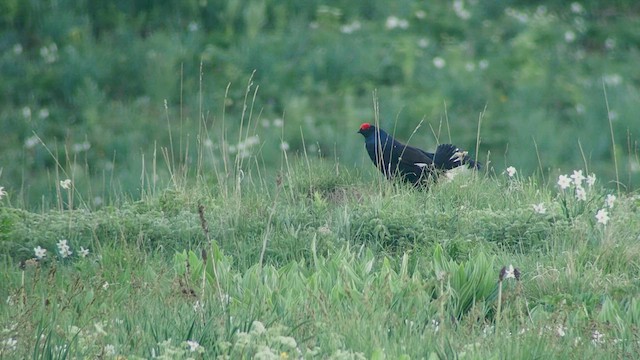 Black Grouse - ML456692571