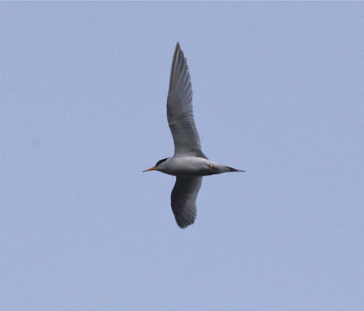Least Tern - ML456693091