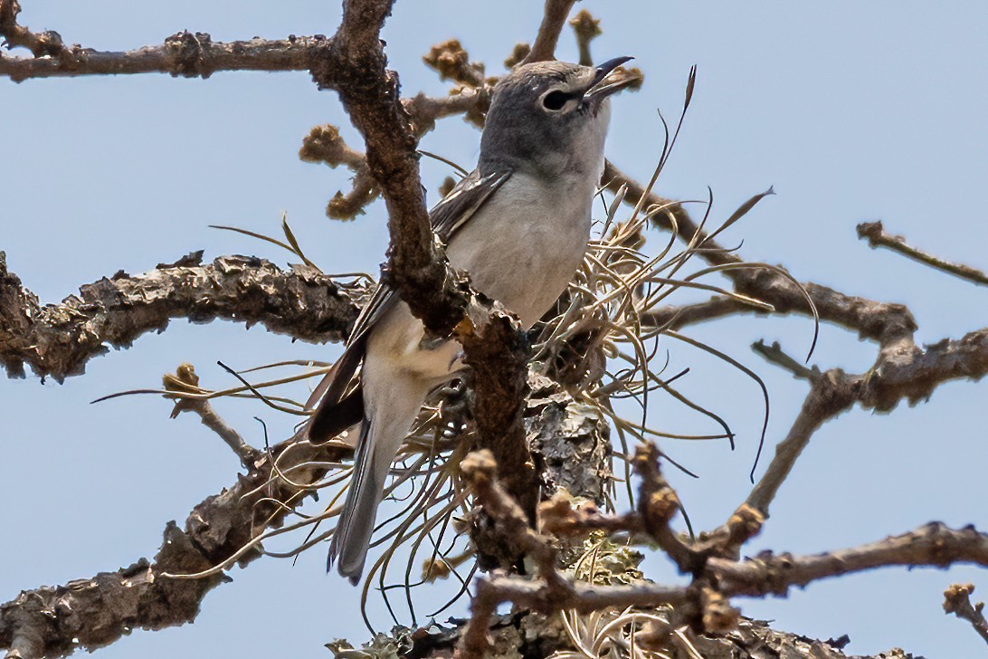 Plumbeous Vireo - ML456693331