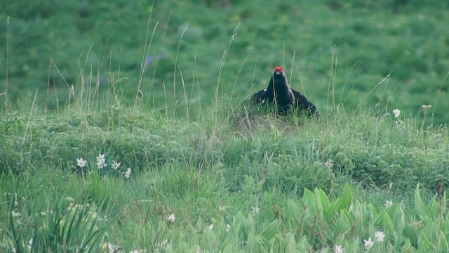 Black Grouse - ML456694631