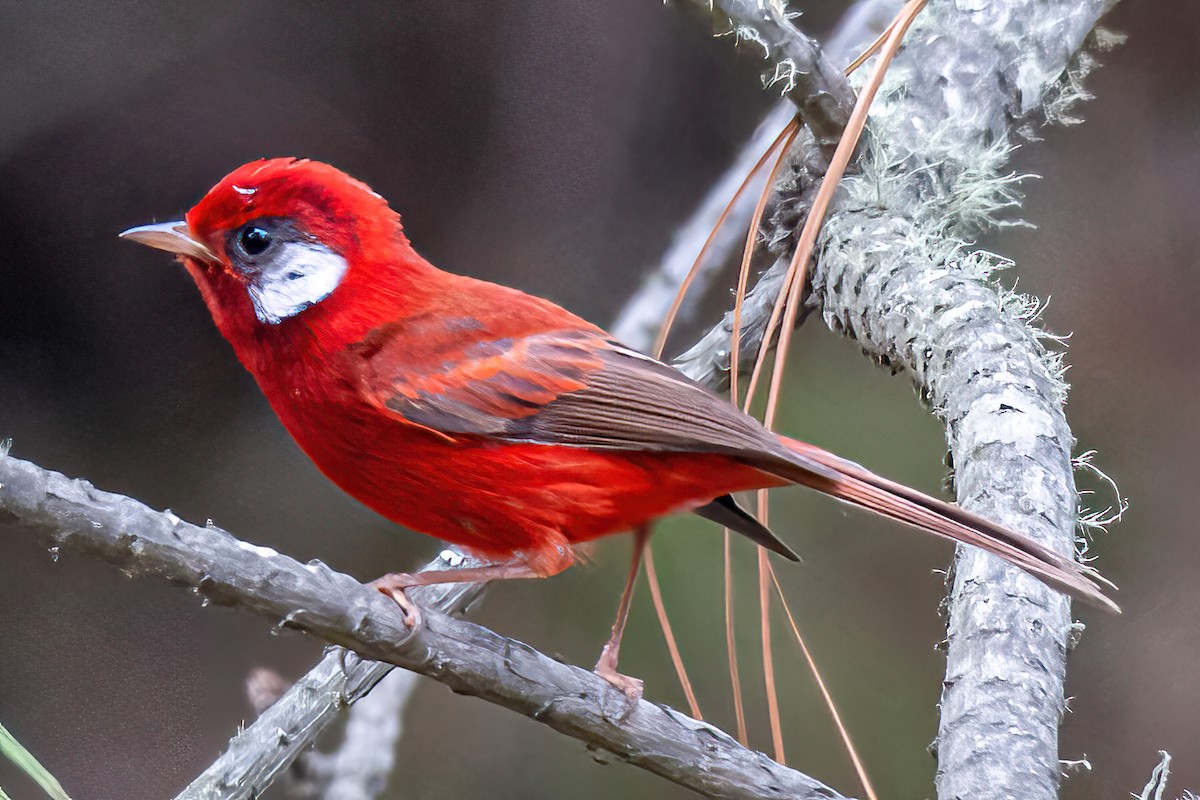 Red Warbler - ML456695601