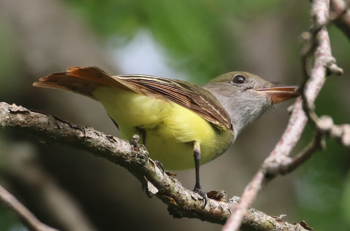 Great Crested Flycatcher - ML456697701