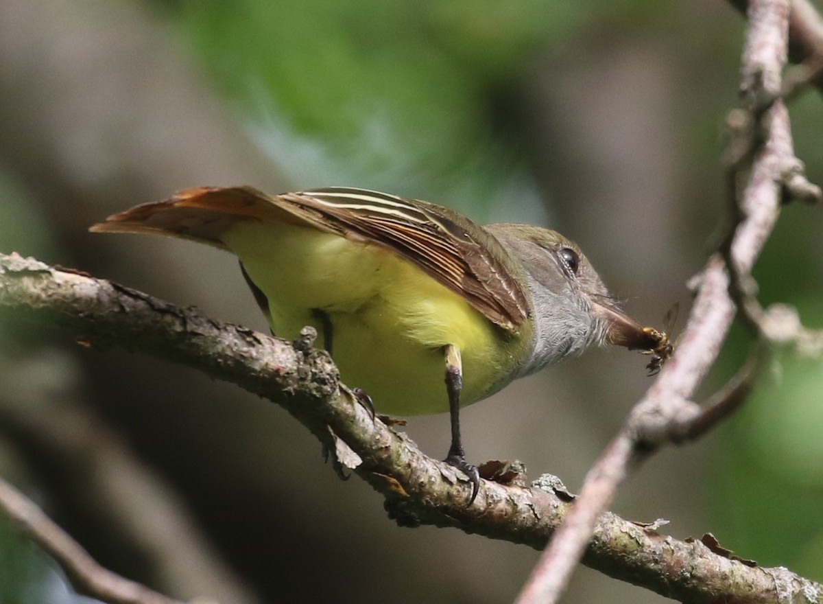 Great Crested Flycatcher - ML456697761