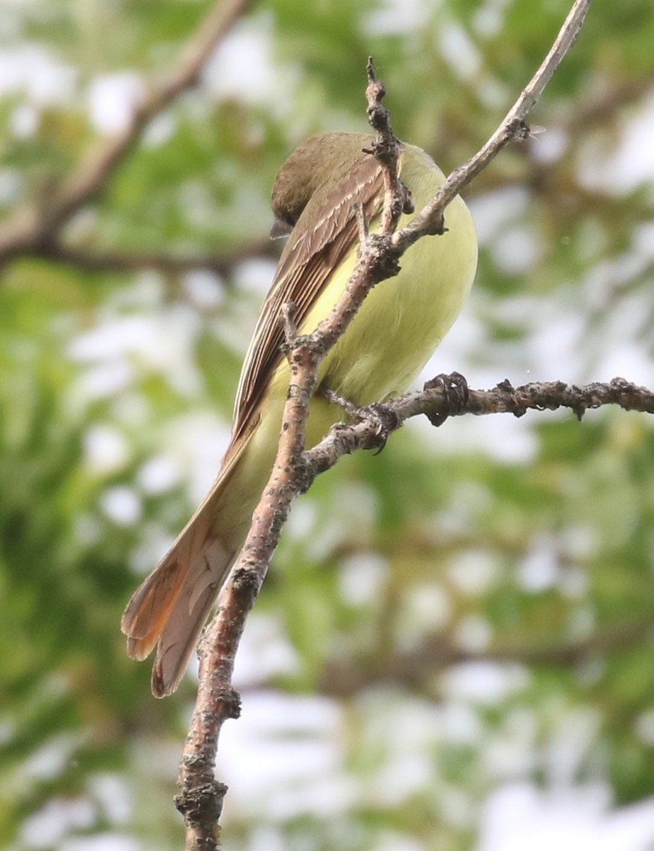 Great Crested Flycatcher - ML456697961