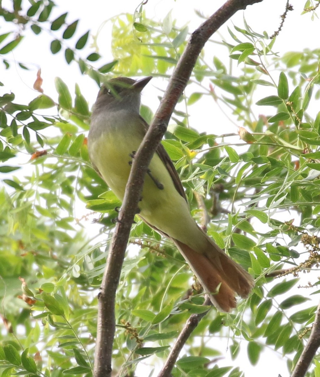 Great Crested Flycatcher - ML456698031