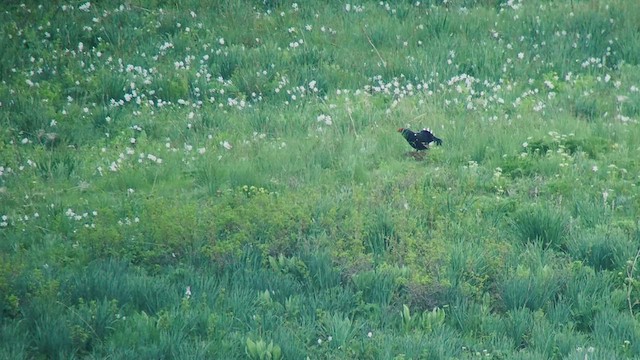 Black Grouse - ML456699211