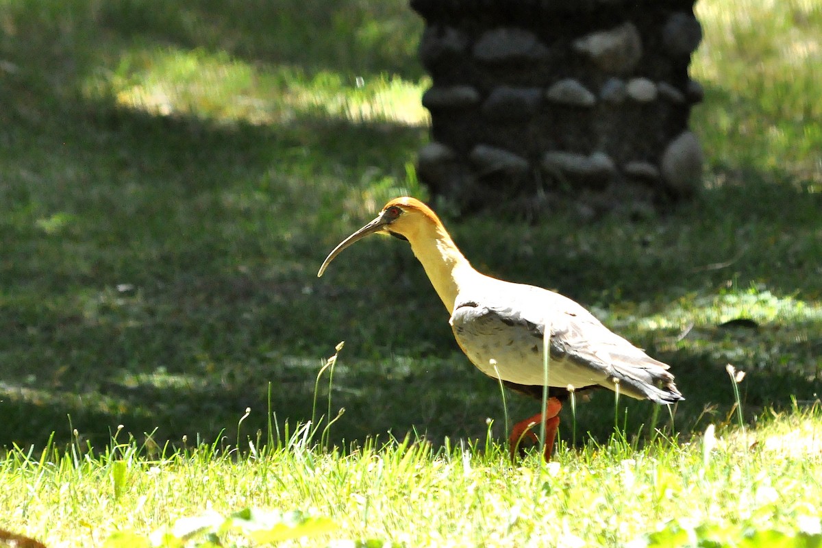 Black-faced Ibis - ML45669941