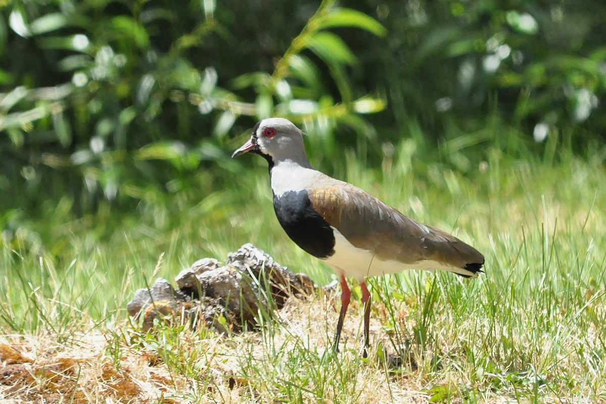 Southern Lapwing - ML45669971