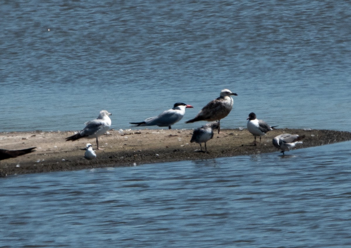 Caspian Tern - ML456700531