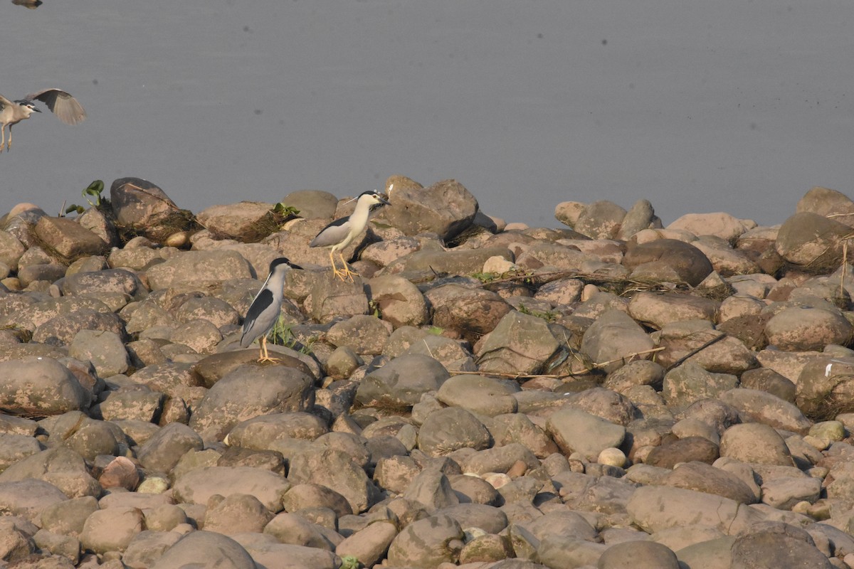 Black-crowned Night Heron - ML456701911